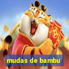 mudas de bambu