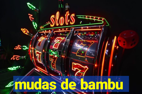 mudas de bambu