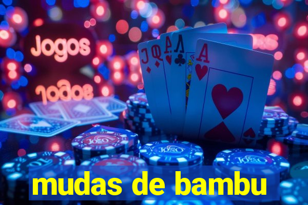 mudas de bambu