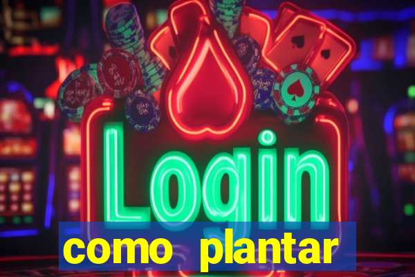 como plantar gergelim no vaso