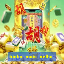 bicho mais velho da loteria dos sonhos