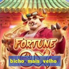 bicho mais velho da loteria dos sonhos