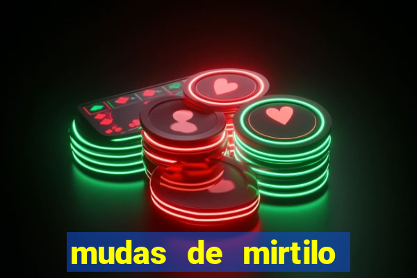 mudas de mirtilo em porto alegre