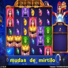 mudas de mirtilo em porto alegre