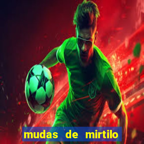 mudas de mirtilo em porto alegre