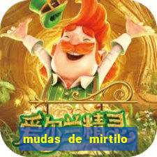 mudas de mirtilo em porto alegre