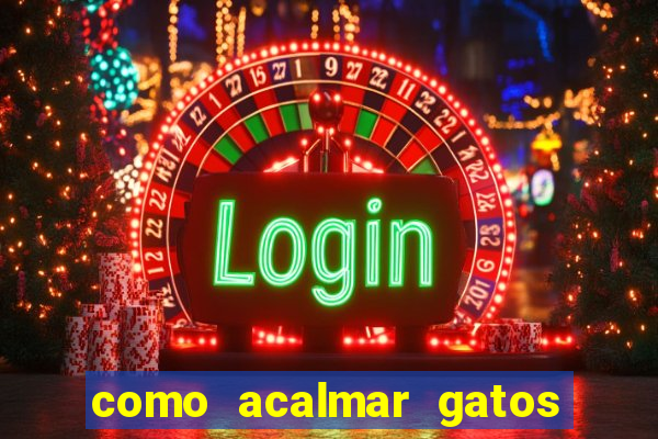 como acalmar gatos agitados a noite