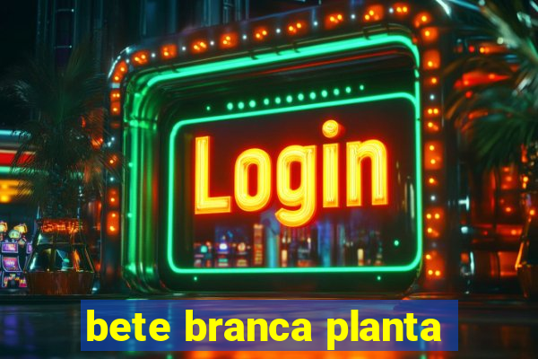 bete branca planta