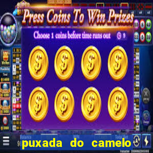 puxada do camelo no jogo do bicho