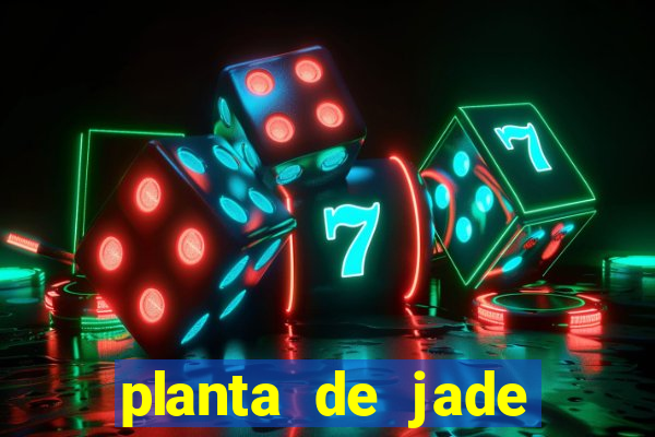 planta de jade significado espiritual