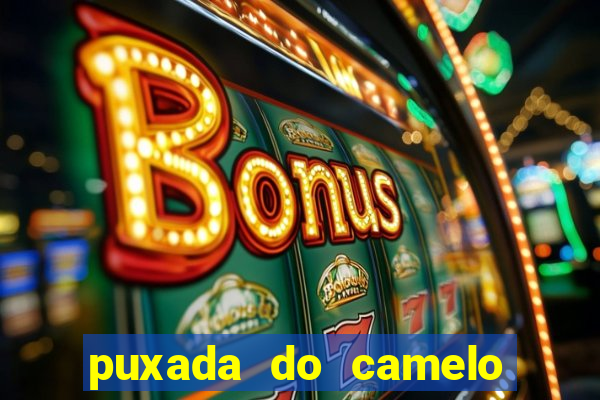 puxada do camelo jogo do bicho